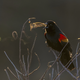 Red-winged blackbird blowing vapor rings. Taken with a Nikon D500 with Nikon 200-500mm f/5.6E ED VR lens; 1/800 second at f/6.3; ISO 2500